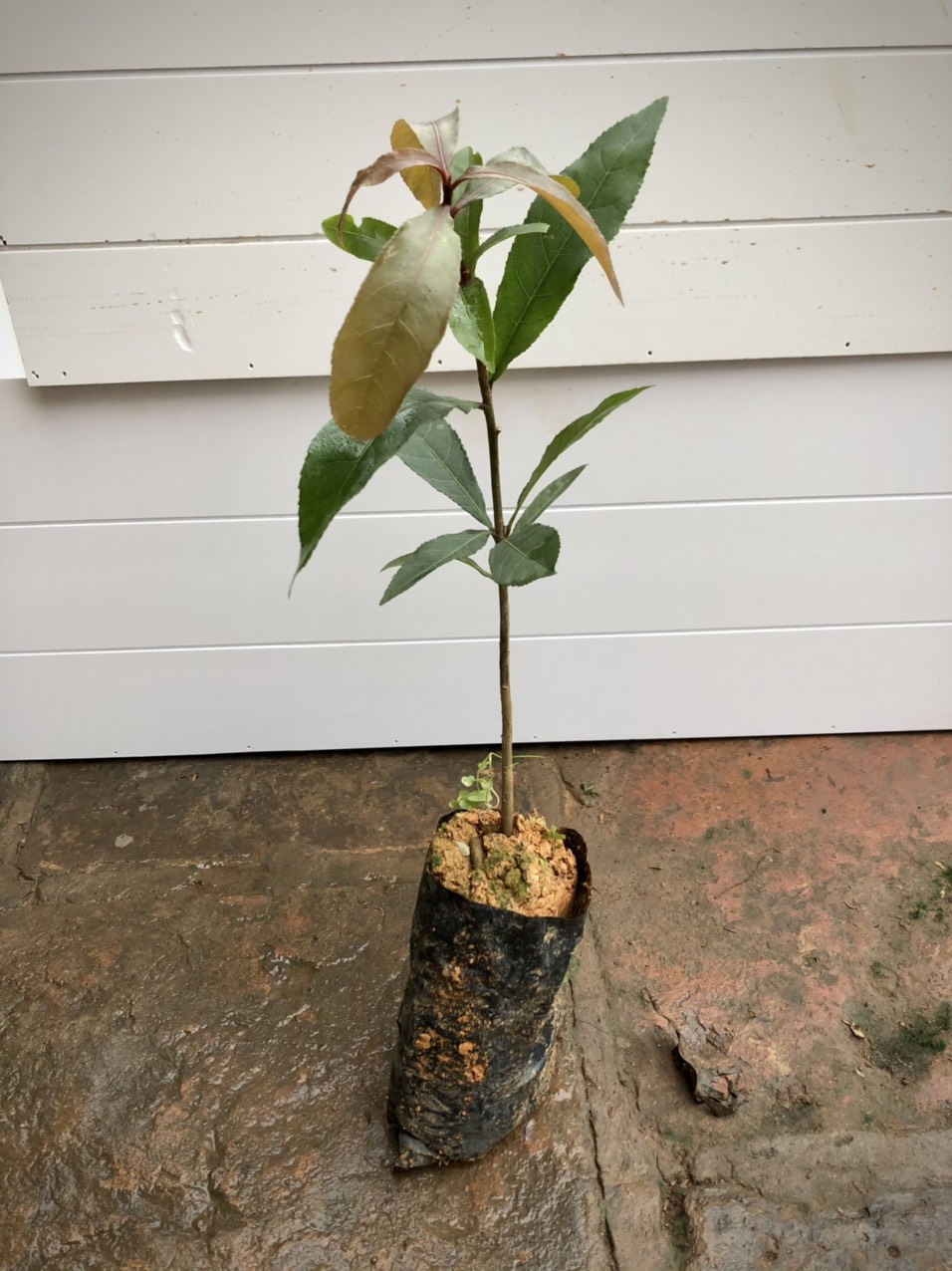 Cây lộc vừng giống cao 30cm