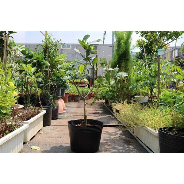 Chanh Vàng EUREKA Cao 40cm-60cm