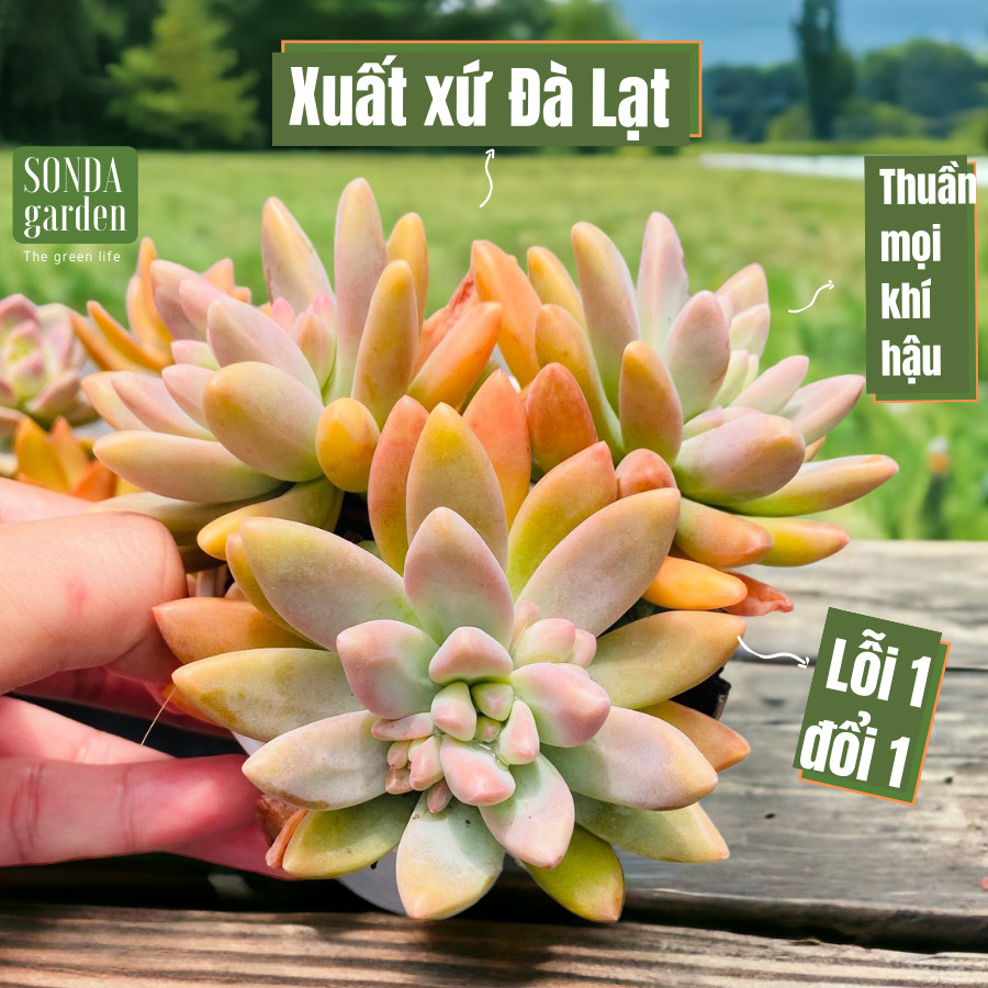 Sen đá pha lê size trung bình siêu khoẻ đẹp lỗi 1 đổi 1