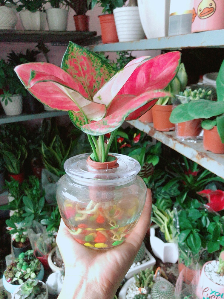 [HCM]Chậu Cây Vạn Lộc Thuỷ Sinh(kèm chậu thuỷ tinh)