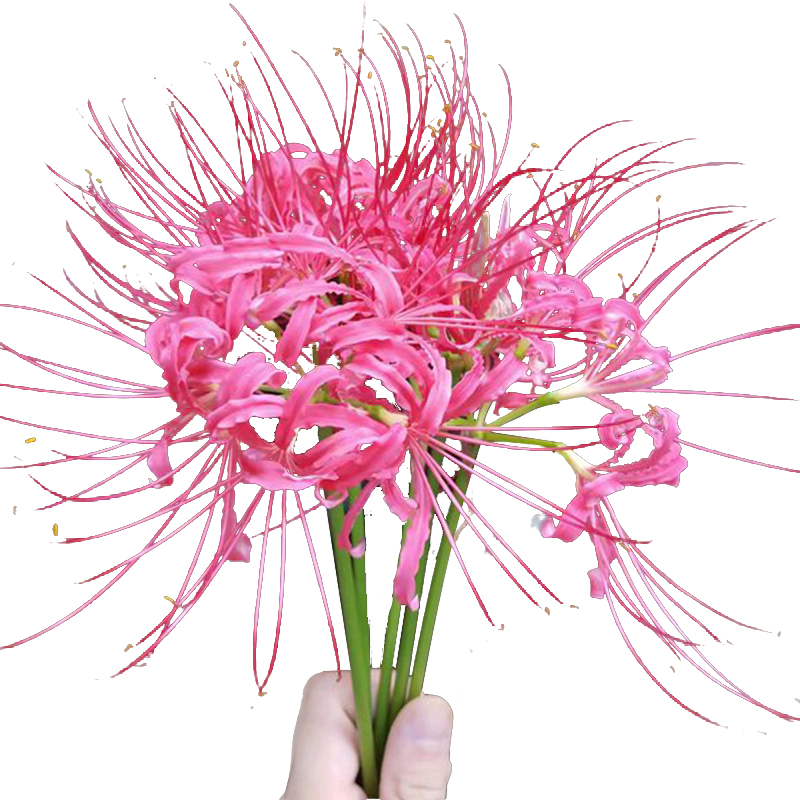 Củ giống hoa bỉ ngạn hoa màu hồng ( 1 củ + 1 viên nén xơ dừa ươm củ )