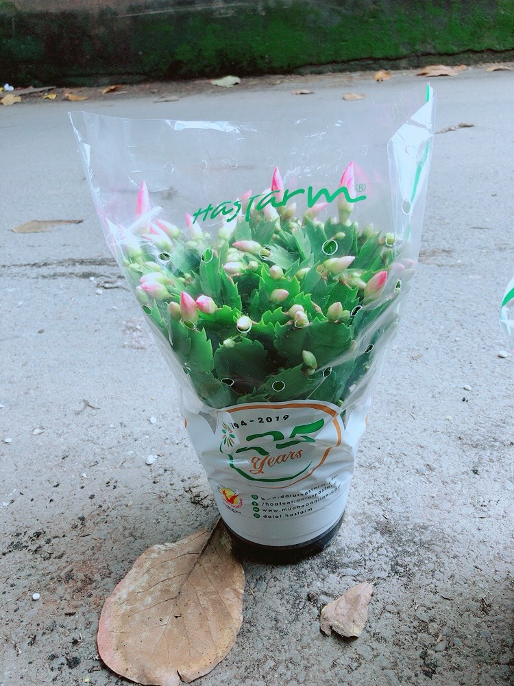 Bụi Hoa Quỳnh