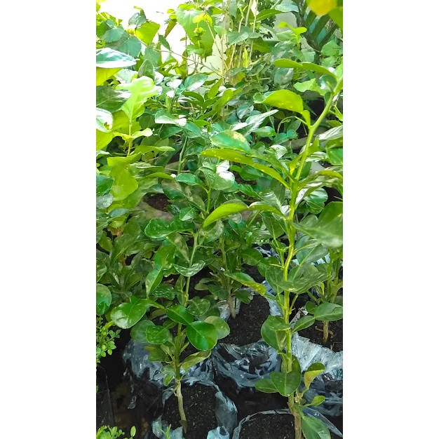 (XẢ KHO) Cây Chúc giống An Giang , cây quá đẹp