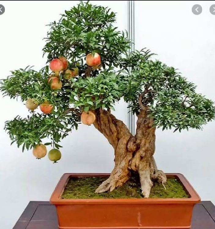 Hạt Giống Lựu Cảnh Lùn ( lựu bonsai ) ( 10 hạt )