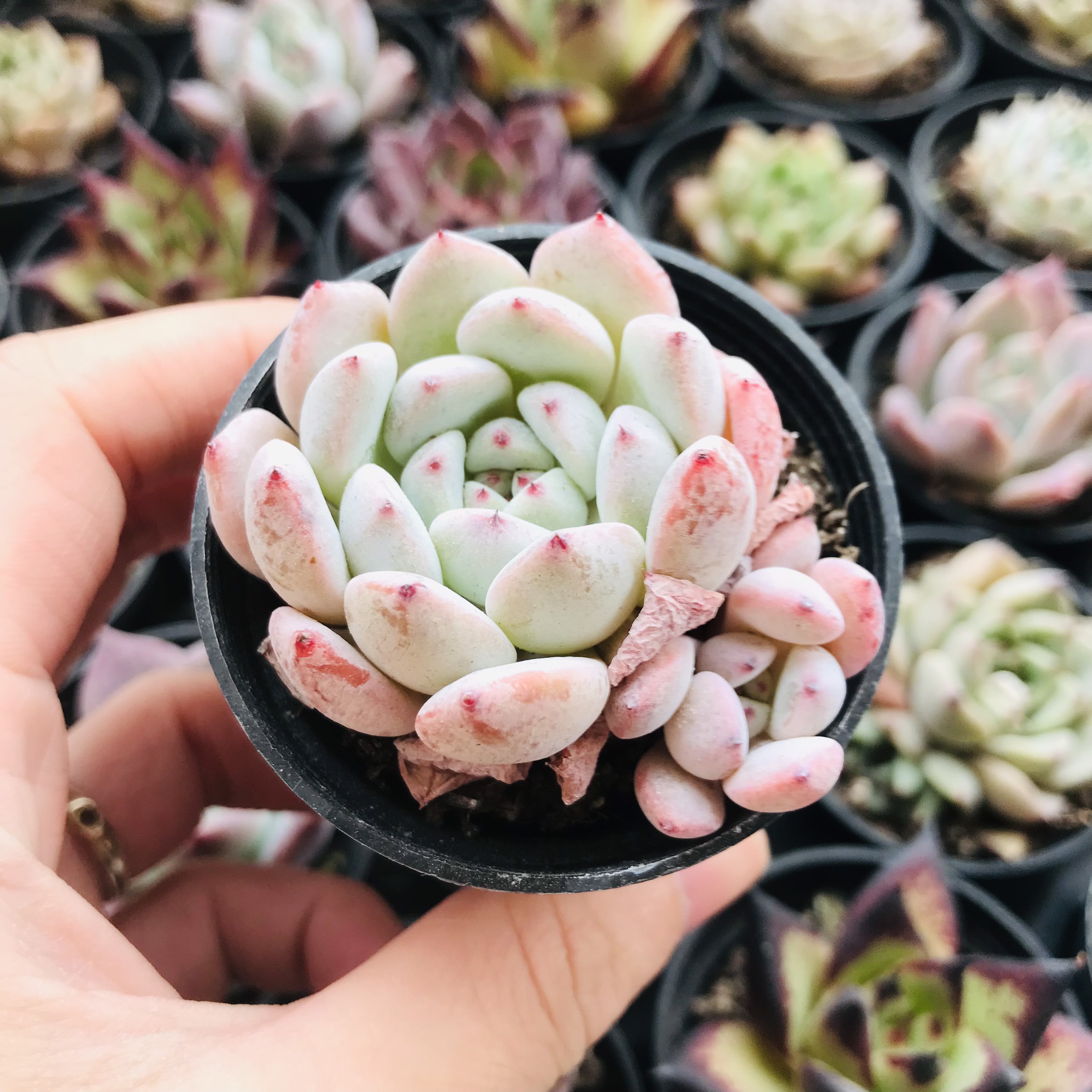 Sen đá Echeveria beyonte size 4.5-5.3cm
