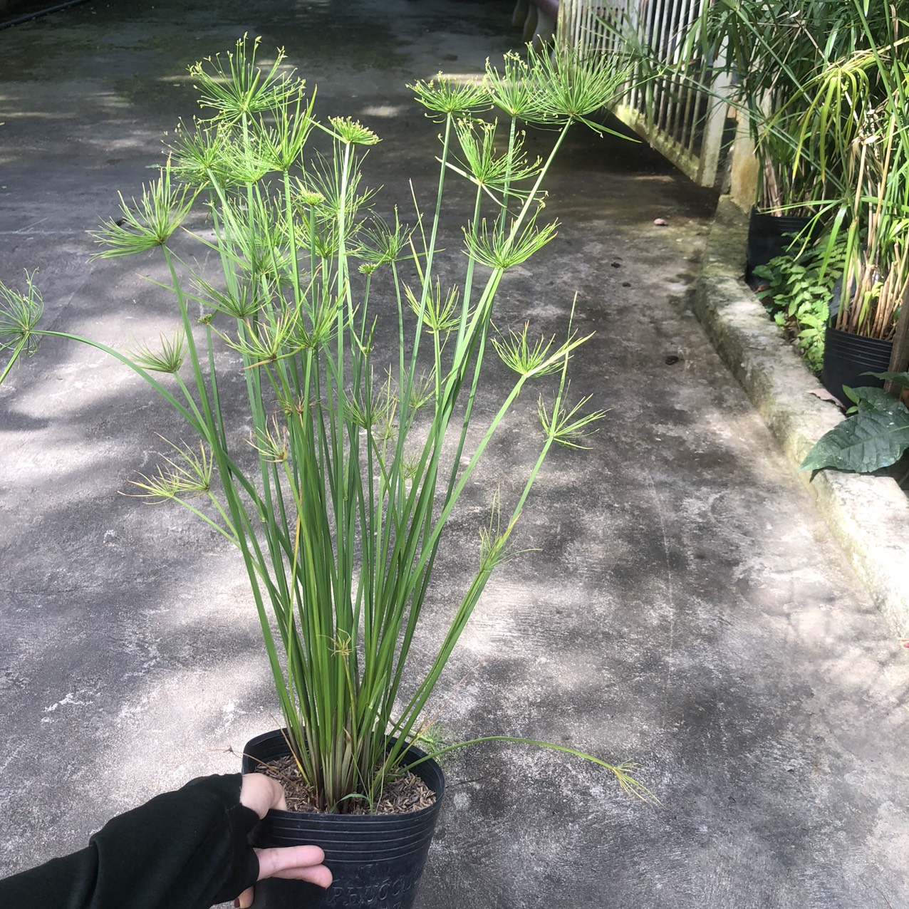 Cây thủy trúc - Cyperus alternifolius