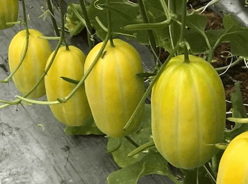Hạt Giống Dưa Lê Hàn Quốc siêu ngọt - ( 20 hạt/gói )
