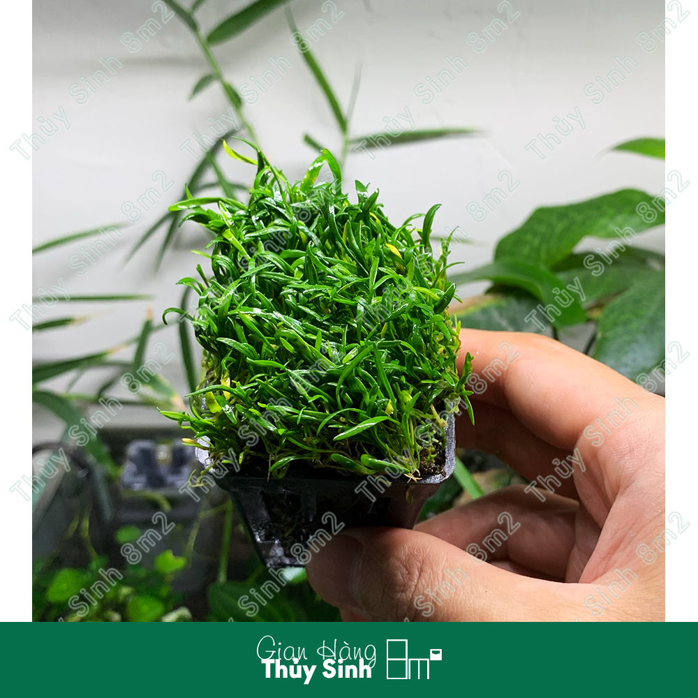 Cây cỏ đỏ, cỏ thìa cây thủy sinh tiền cảnh, trải nền, không co2 | 8m2