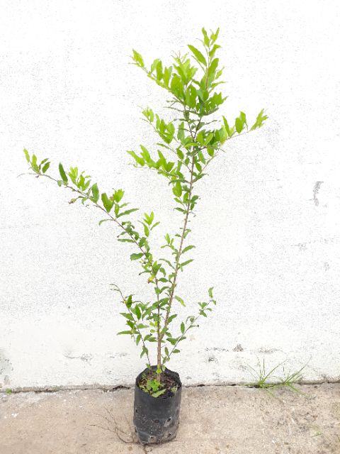 CÂY GIỐNG LỰU ĐỎ CAO SẢN [ RUỘT ĐỎ, SIÊU SỚM ]