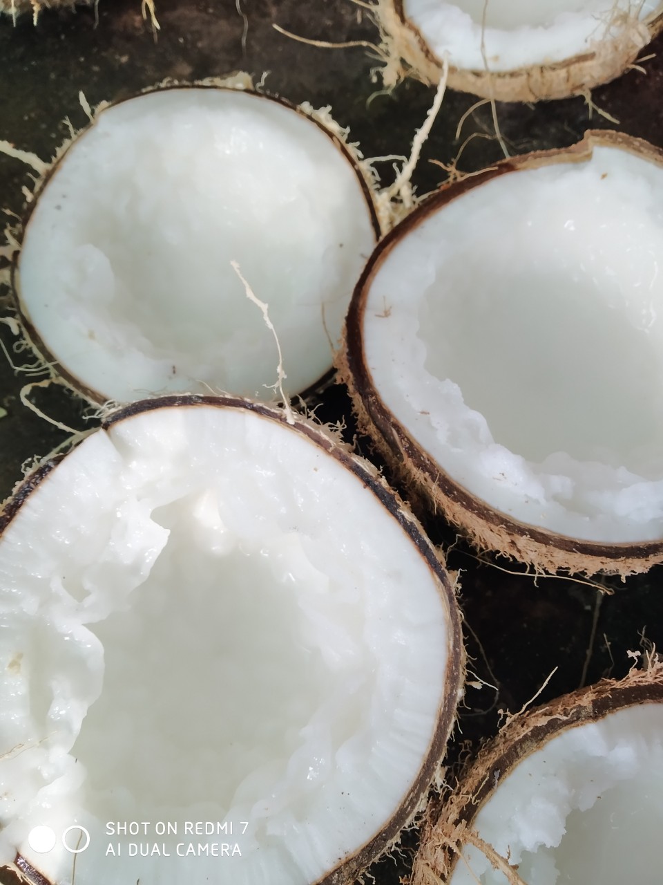 Dừa sáp đặc sản Trà Vinh