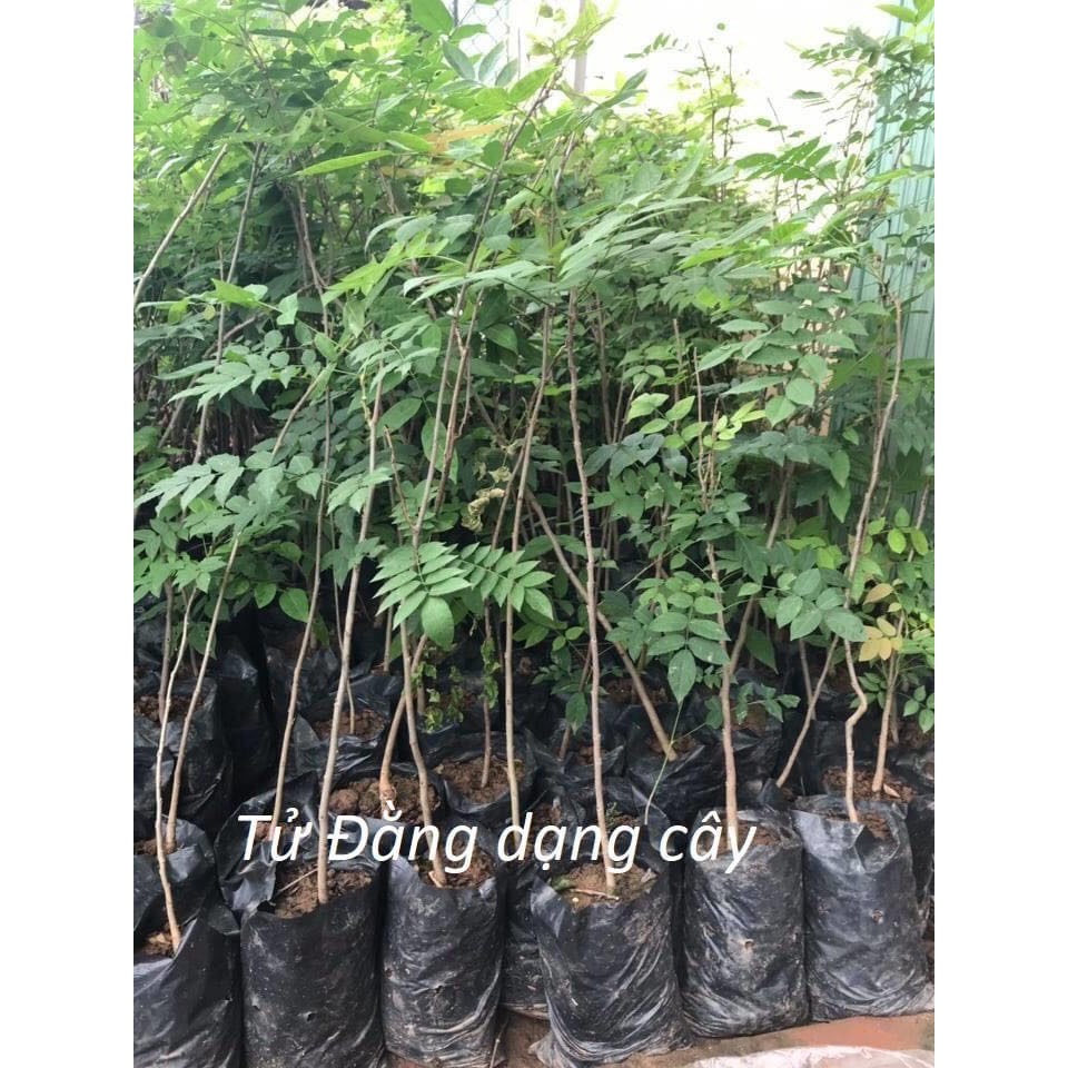 Cây tử đằng thân gỗ