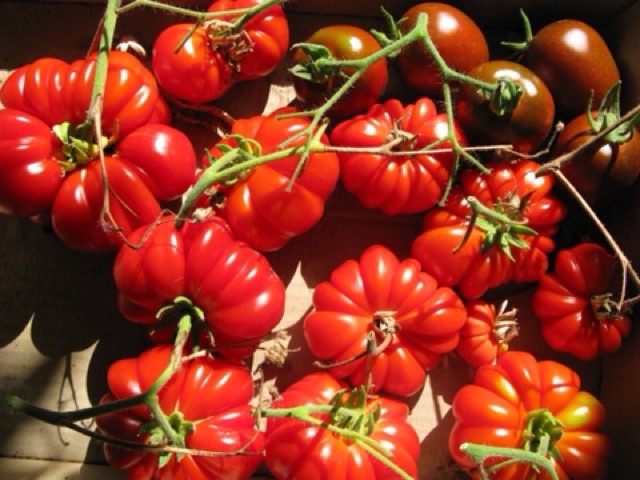 Hạt Giống Cà Chua Bí Ngô ( Pumkin Tomato Seed)