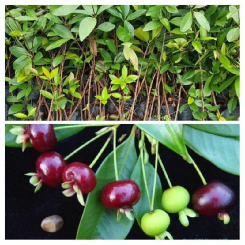 Cây cherry anh đào Brazil