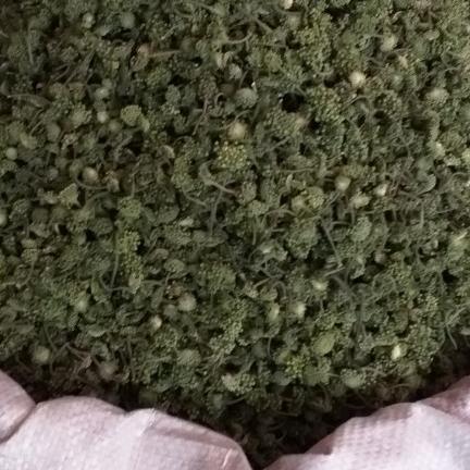 500g nụ tam thất không cuống