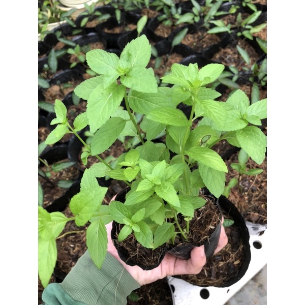 CÂY BẠC HÀ NHẬT - JAPANESE MINT