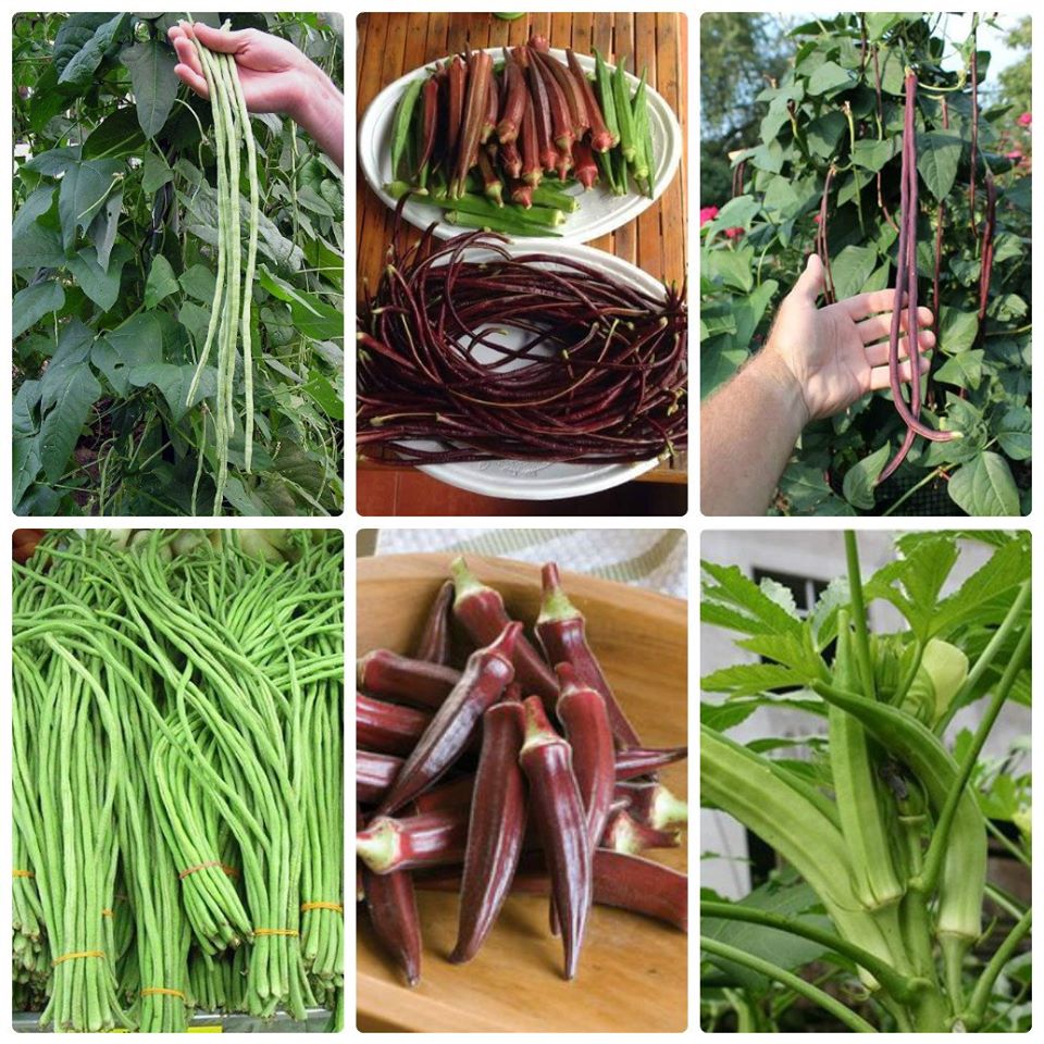 Combo 4 gói hạt giống ăn trái dễ trồng