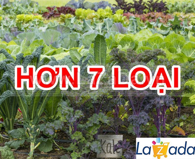 5GR 1000.HẠT Hạt Giống Cải Xoăn Kale Crazy Mix (| B19*W55)