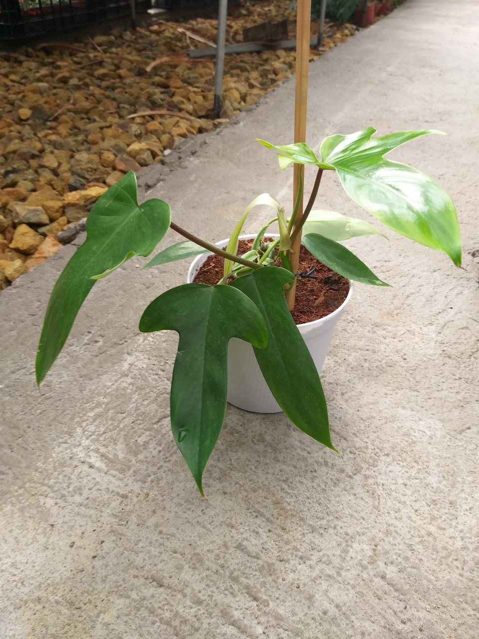 Trầu Bà cánh én - Philodendron Florida Ghost nhỏ.