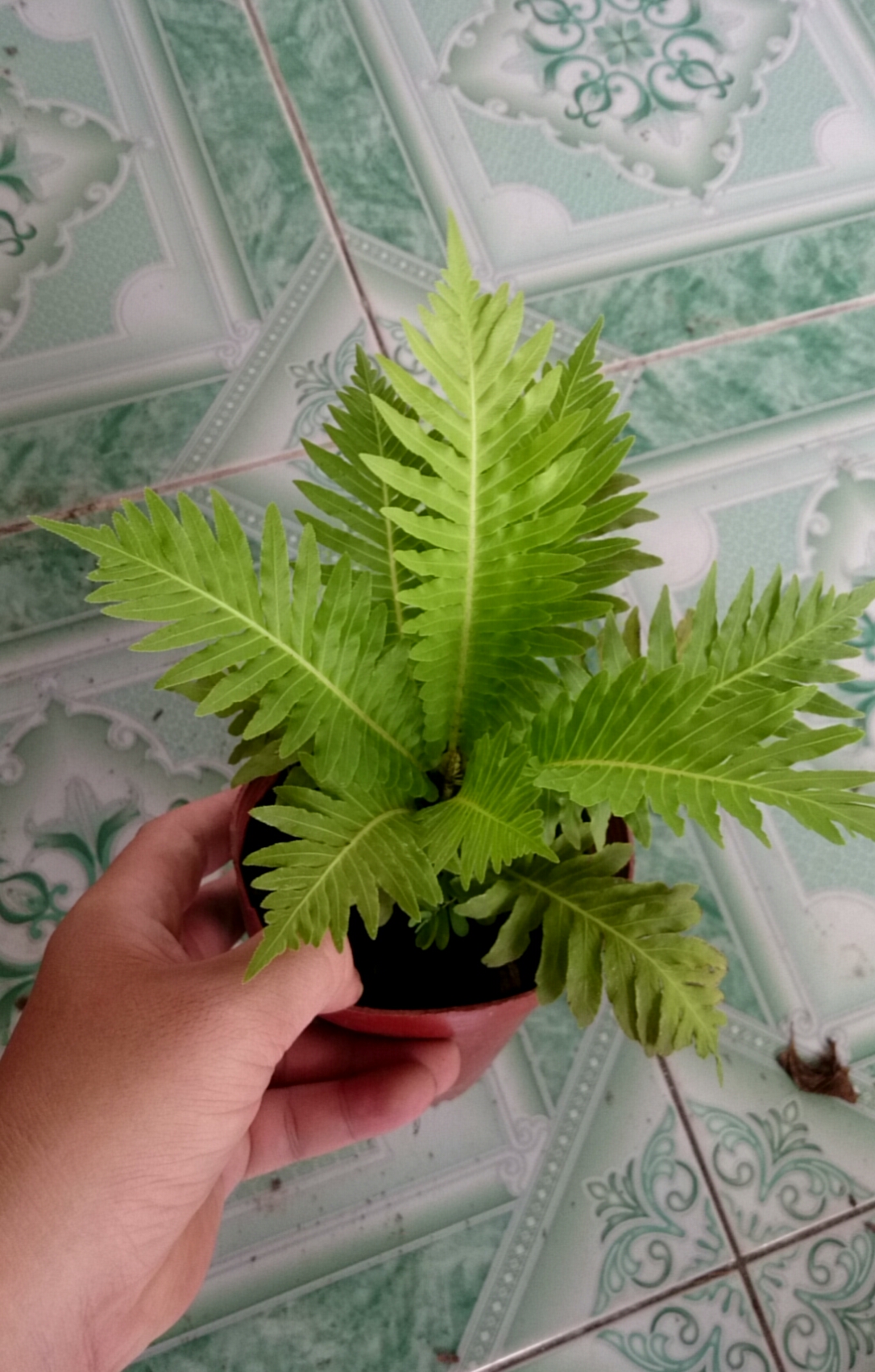Dương Xỉ Khổng Tước - Cây cảnh mini để bàn