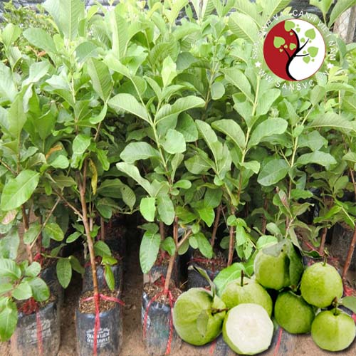 CÂY GIỐNG ỔI NỮ HOÀNG