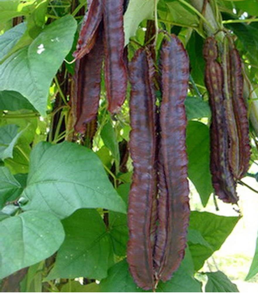 Hạt giống đậu rồng tím