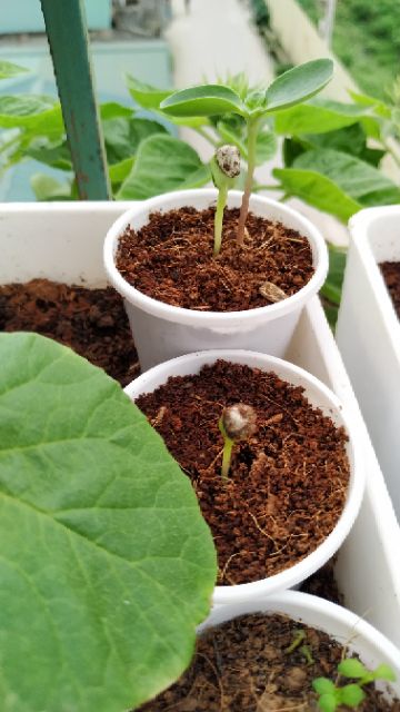 Bánh nén mụn dừa đã xử lý (viên nén xơ dừa)