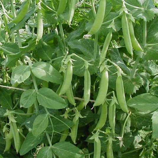 Hạt giống Đậu Hà Lan VTS24 | Vạn Tín Store