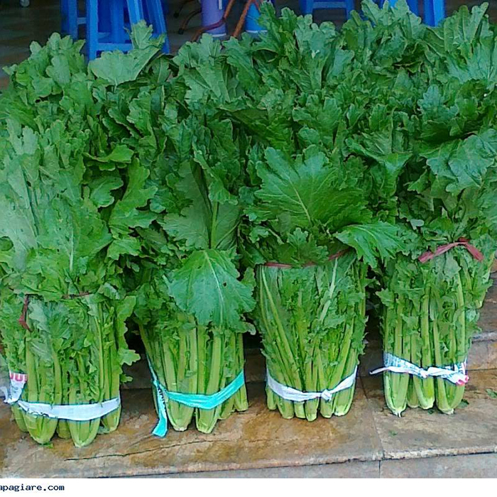 Hạt Giống Rau Cải Mèo Dễ Trồng (074.F1)