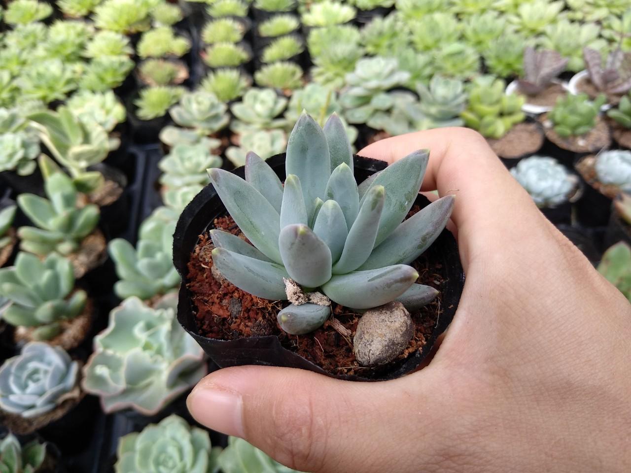 Sen Đá Sỏi Pha Lê Trắng