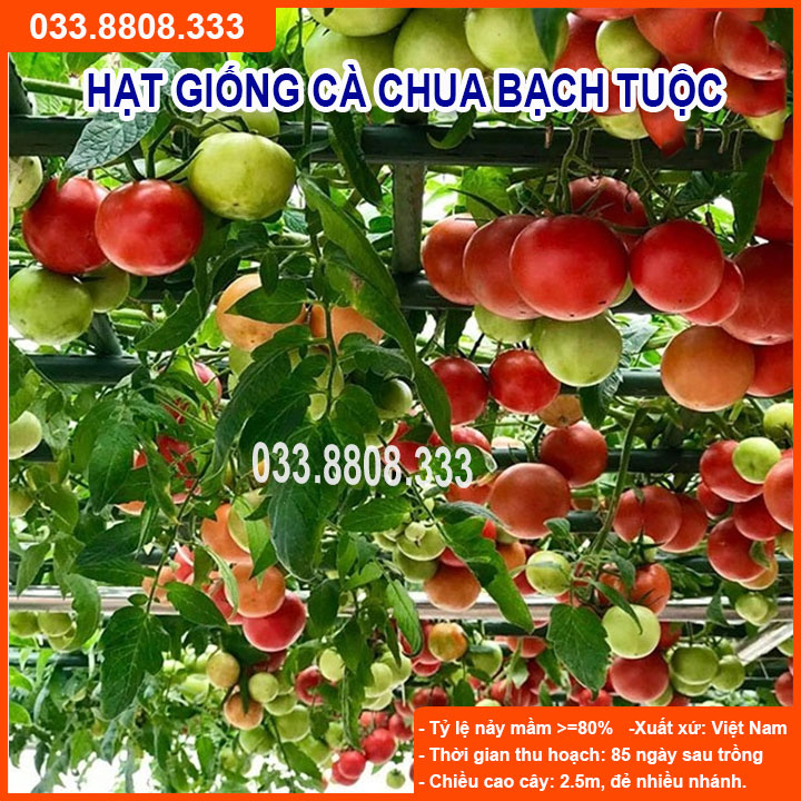 Hạt giống cà chua bạch tuộc -cà chua leo giàn