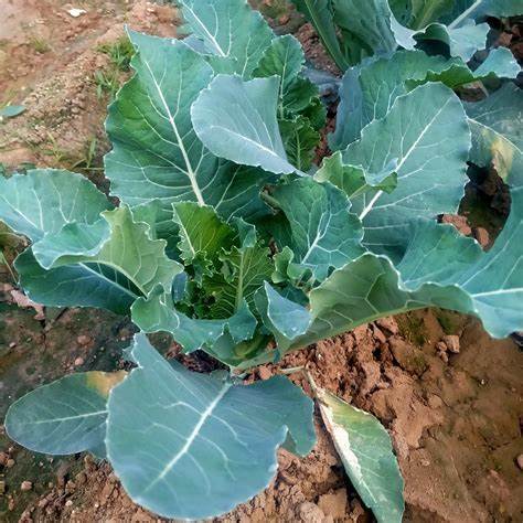 Hạt Giống Rau Cải Làn ( Cải Rổ - gói 10Gram) - Dễ Trồng, Ăn ngon