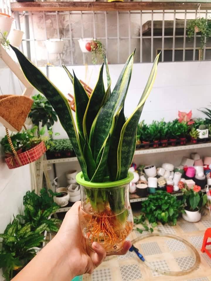 [HCM]CÂY LƯỠI HỔ THỦY SINH