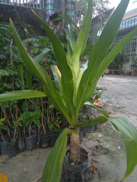 Cây náng hoa trắng - Đại tướng quân hoa trắng- Siêu To 366LZ 688L 682lz