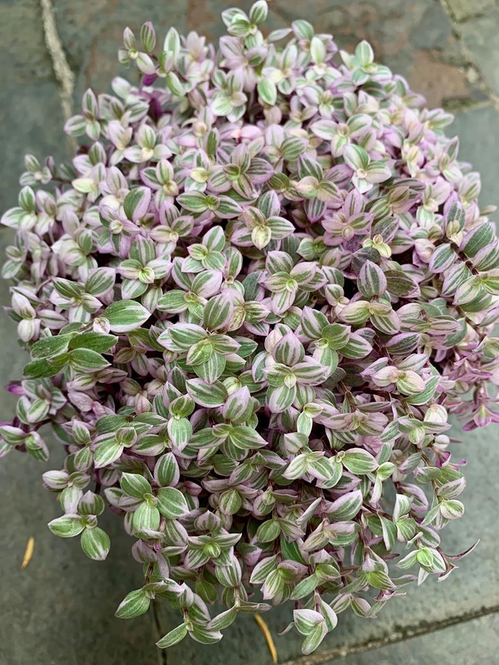 Chậu cây Thài Lài Hồng Mini - Pink Lady - Thài Lài Mini Pink Lady 'Violet'