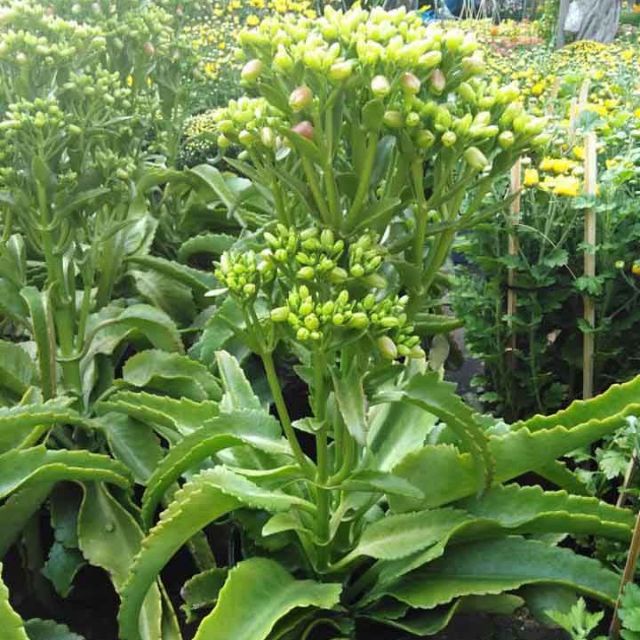 1 cây lá bỏng ta con (hoa sống đời ta)- cây giống