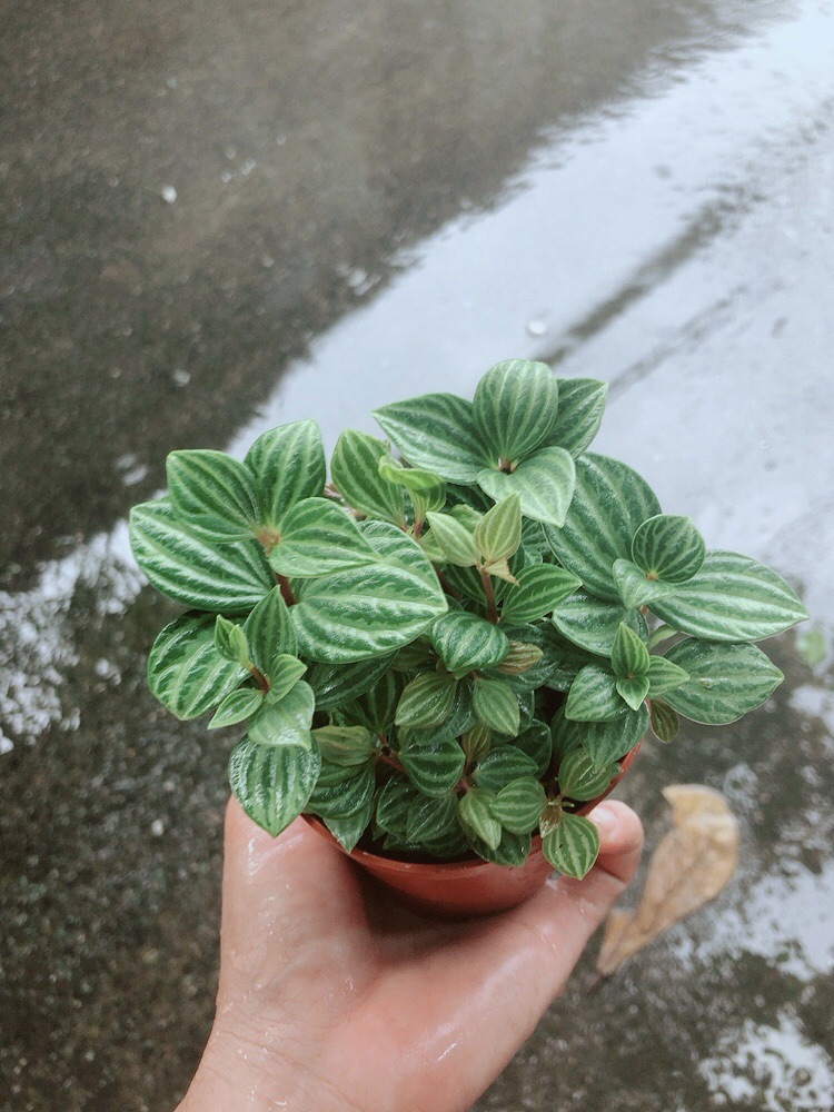 Cây Hột Xoàn (kim cương hột xoàn)