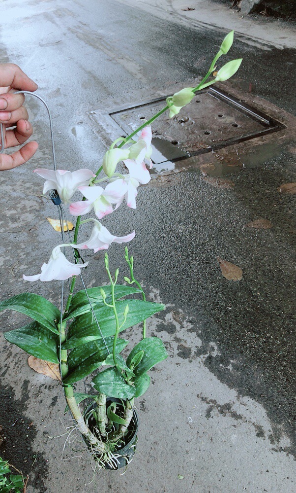 Lan Dendro Hồng Nhạt