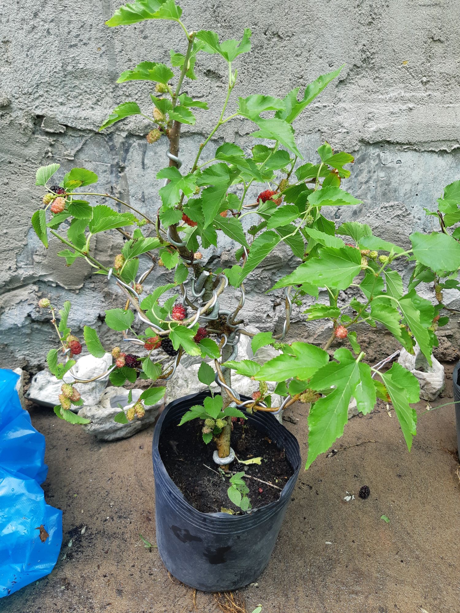 cây dâu tằm bonsai mini
