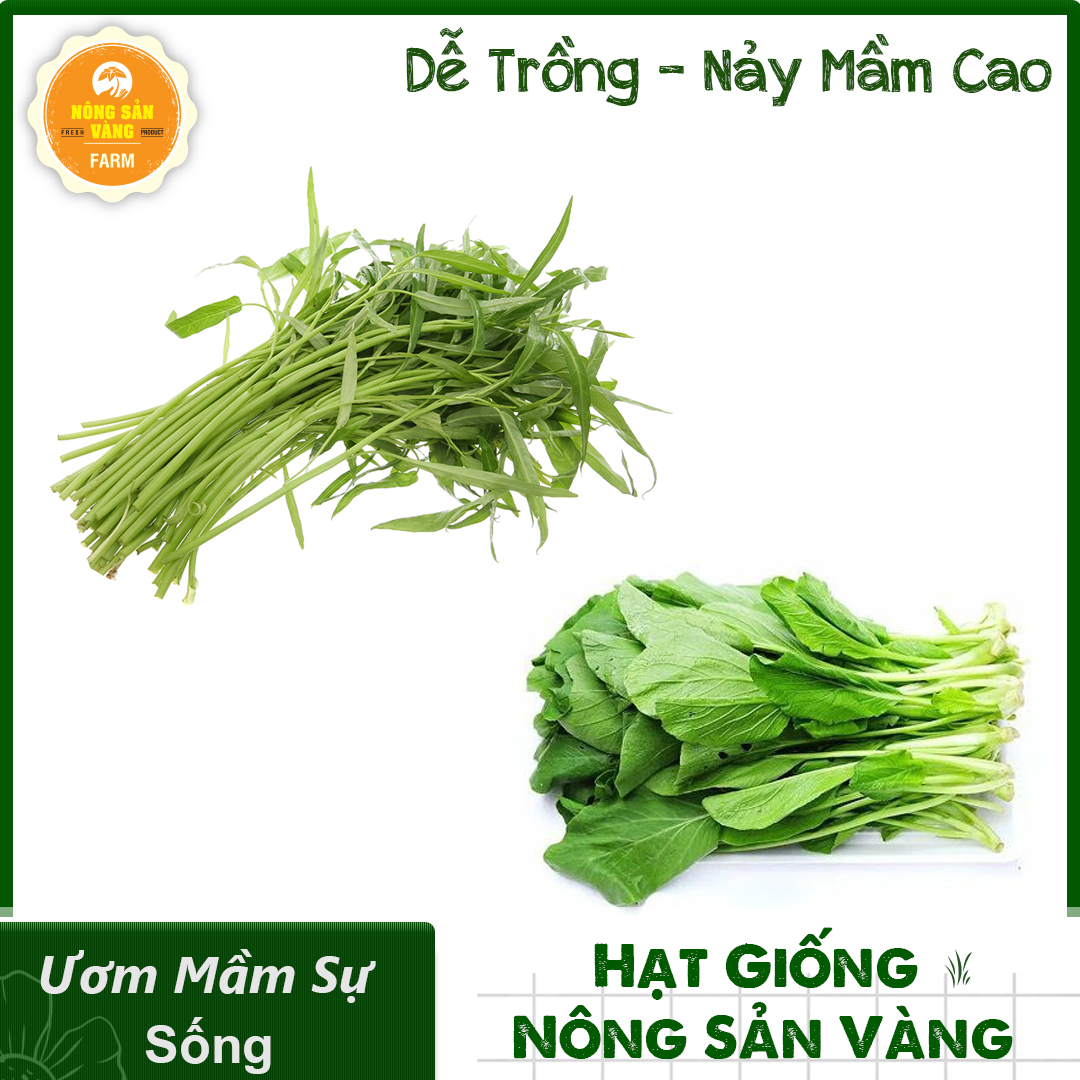 Combo 2 vegetable seeds (Morning Glory bamboo leaf-vegetable cabbage sweet) easy to grow, high yield, essential for every feast family, safety, save-shallow gold