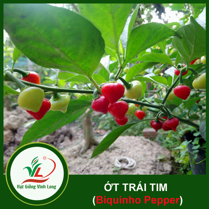 Hạt giống Ớt trái tim (hạt tự thu) - 15 hạt