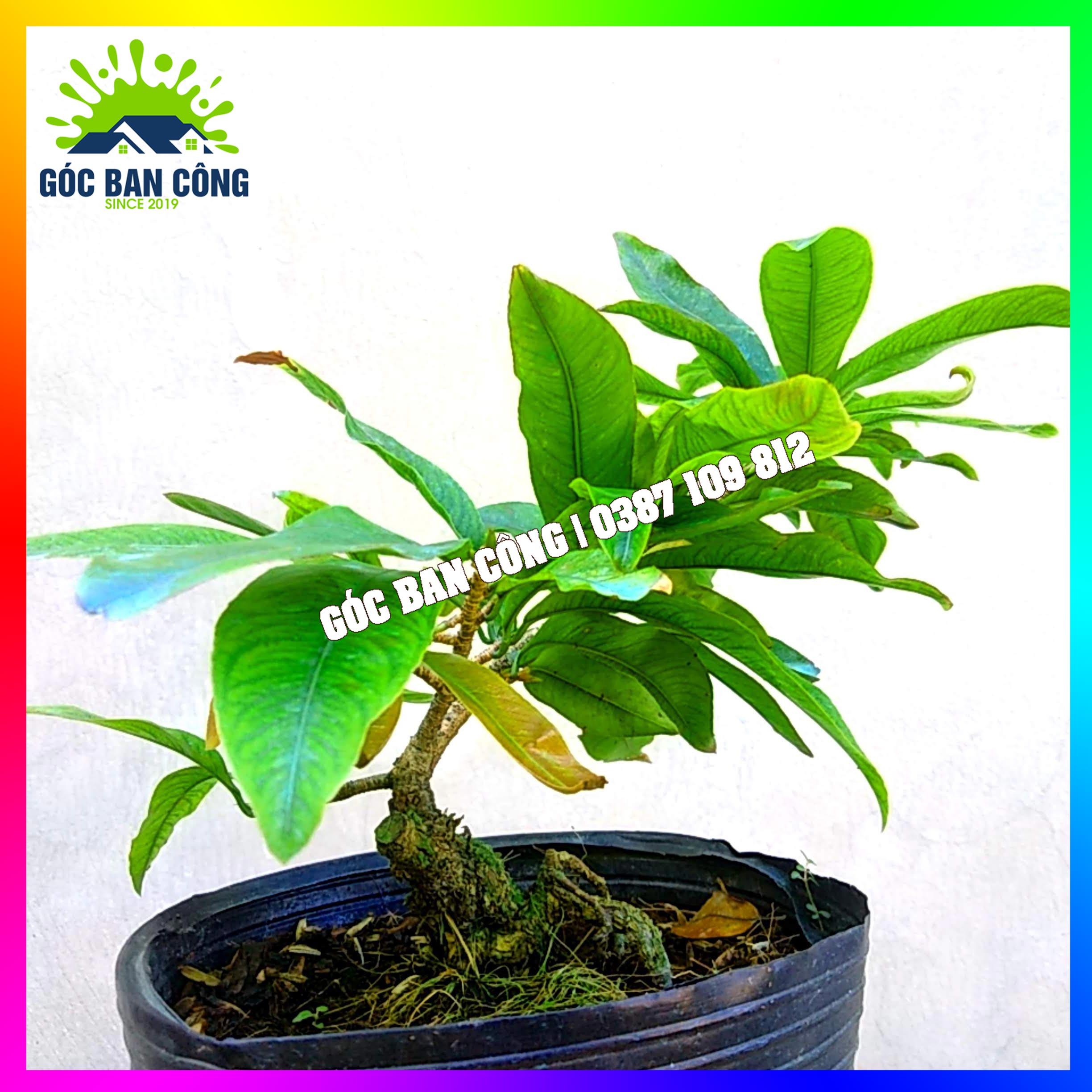 Mai Đại Lộc Bonsai Mini