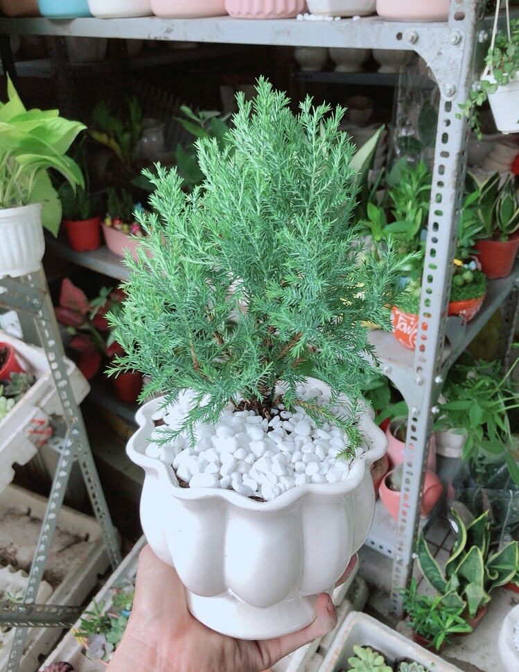 [HCM]Chậu Tùng Bồng Lai
