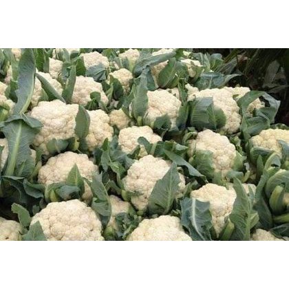 [ Siêu Hạt Giống ] 1GR - HẠT GIỐNG SÚP LƠ TRẮNG F1
