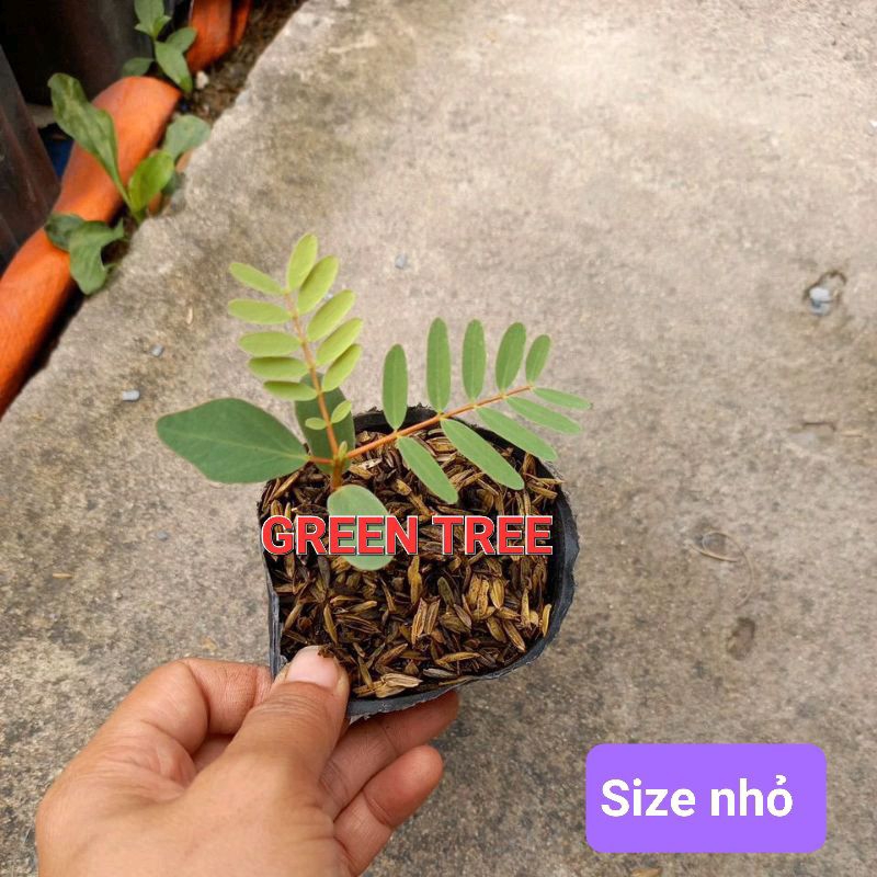 Cây giống so đũa bông trắng