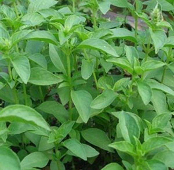 Gói 5g hạt giống rau é trắng (rau thơm sả - húng thơm trắng)
