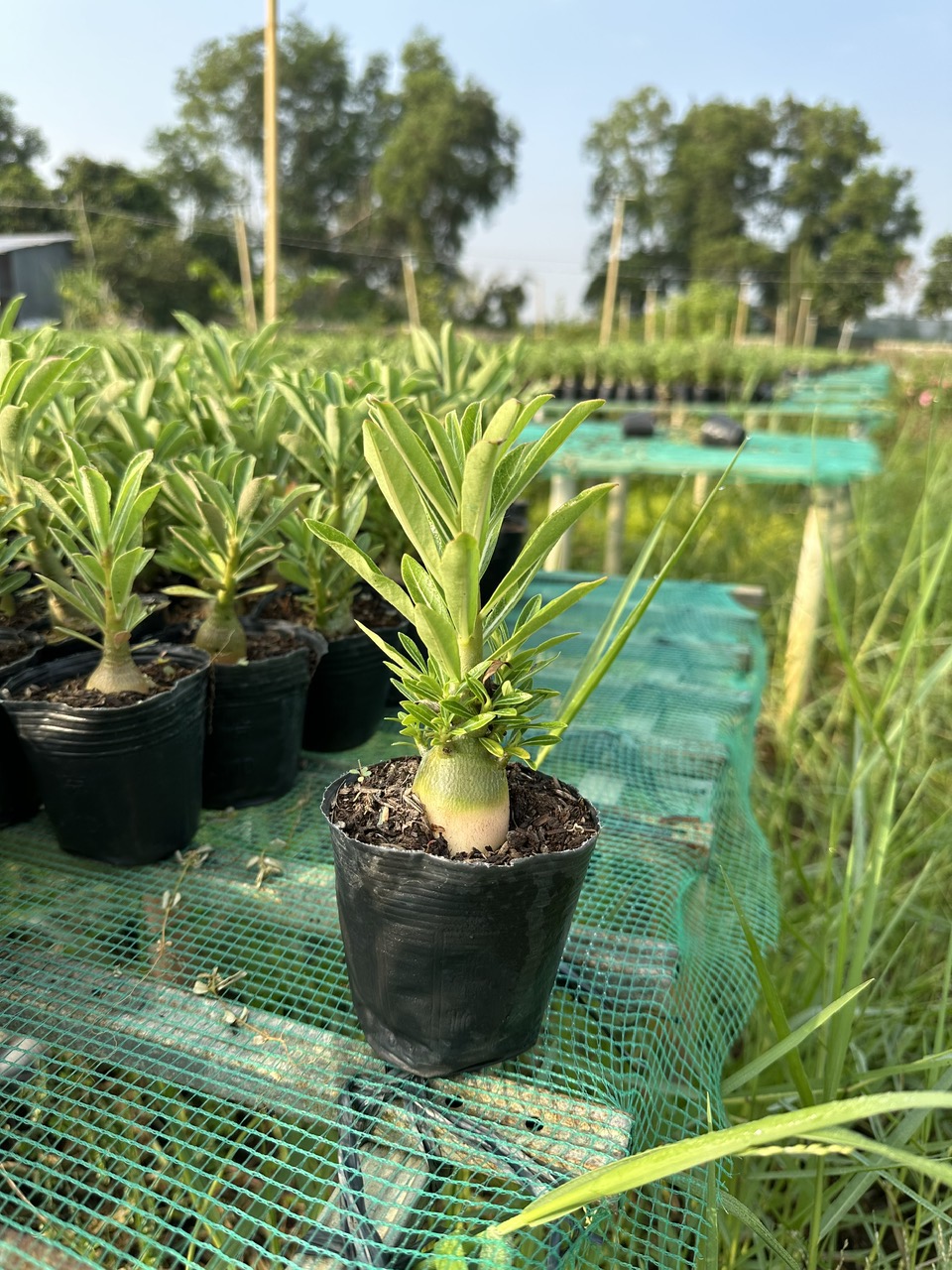 Combo 10 cây Sứ thái gieo hạt (gửi cây như hình)