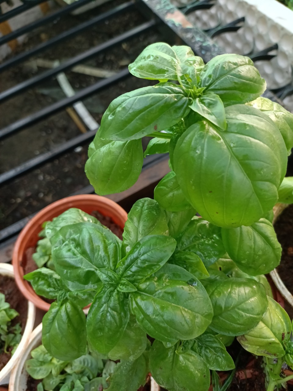 Chậu cây húng tây cây gia vị Basil