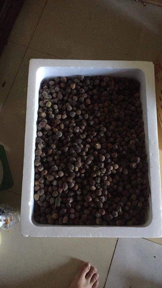 [HCM]Quả sim rừng hà tĩnh ( khô 1kg)