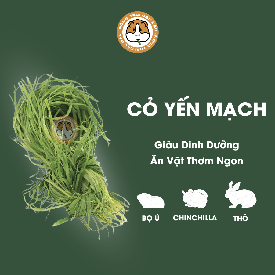 Cỏ yến mạch non cho thỏ, bọ ú, chinchilla nguyên lá xanh thơm 50g