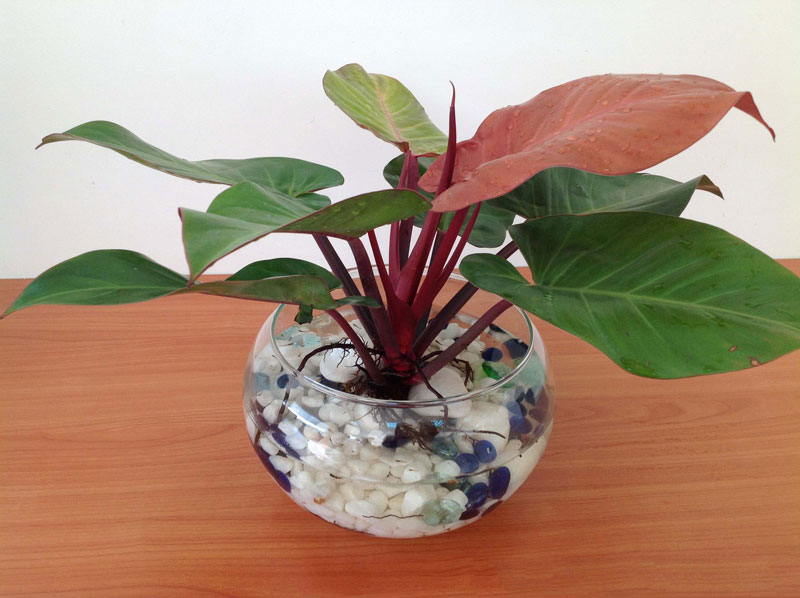 TRẦU BÀ ĐẾ VƯƠNG TÍM